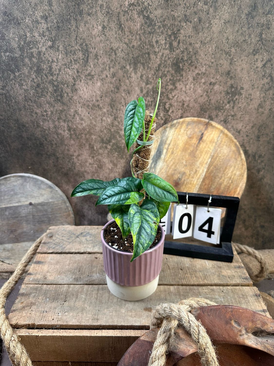 Monsters siltepecana Aurea Variegata #4