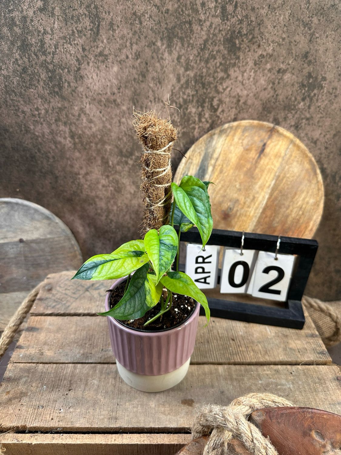 Monsters siltepecana Aurea Variegata #2