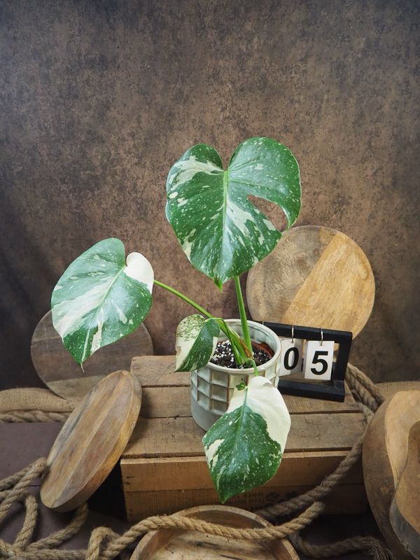 Monstera Thai Constellation S #5