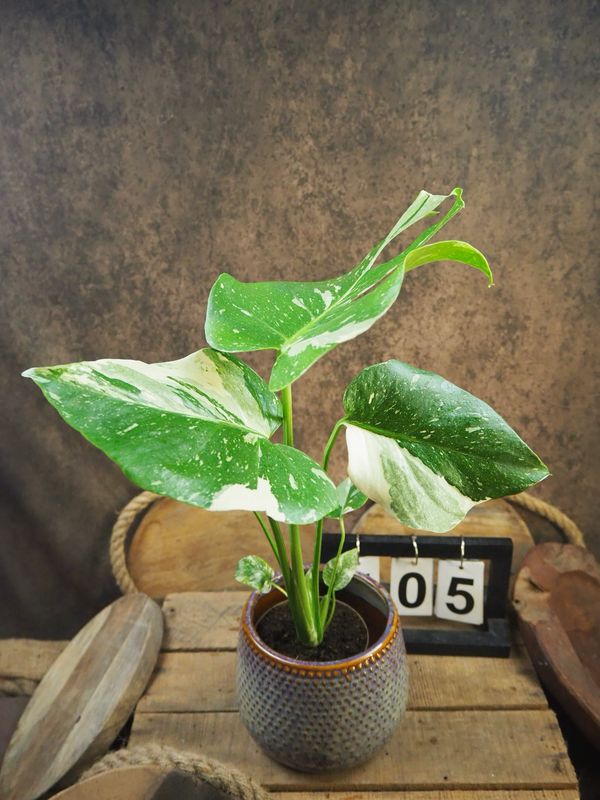 Monstera Thai Constellation S #5