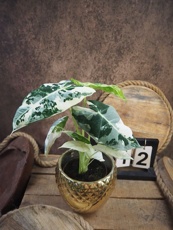 Alocasia Frydek Variegata #12