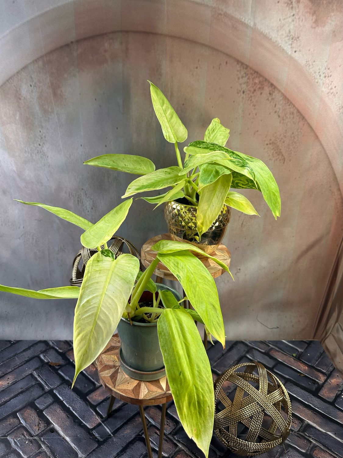 Philodendron Jose Buono Philodendron Jose Buono