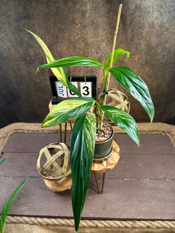 Epipremnum amplissimum Variegata #3 Epipremnum amplissimum Variegata #3