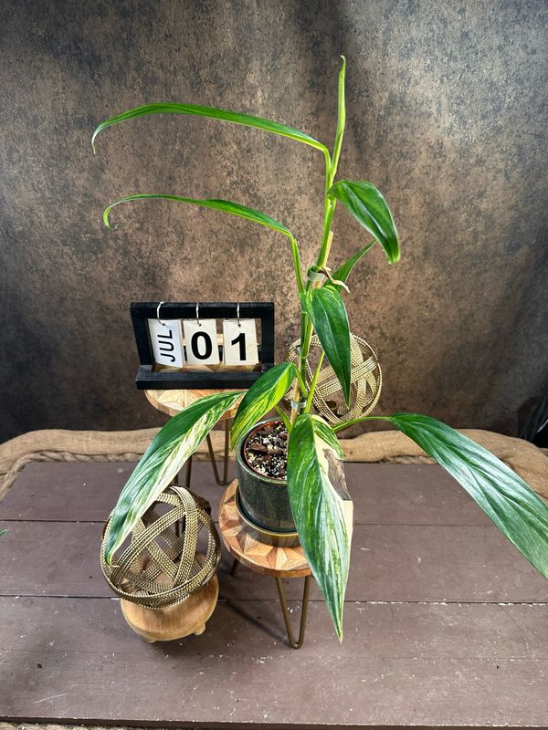 Epipremnum amplissimum Variegata #1 Epipremnum amplissimum Variegata #1