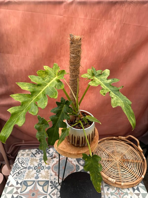 Philodendron Bob Cee Variegata #1