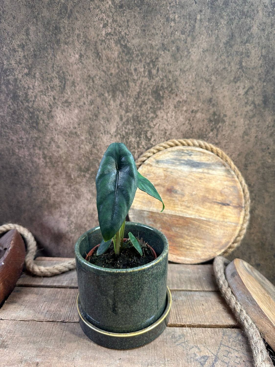 Alocasia Venusta