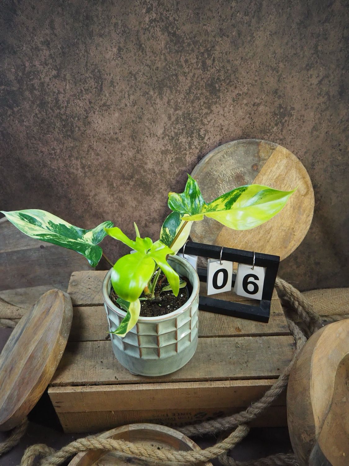 Philodendron Florida Beauty #M6 Philodendron Florida Beauty #M6