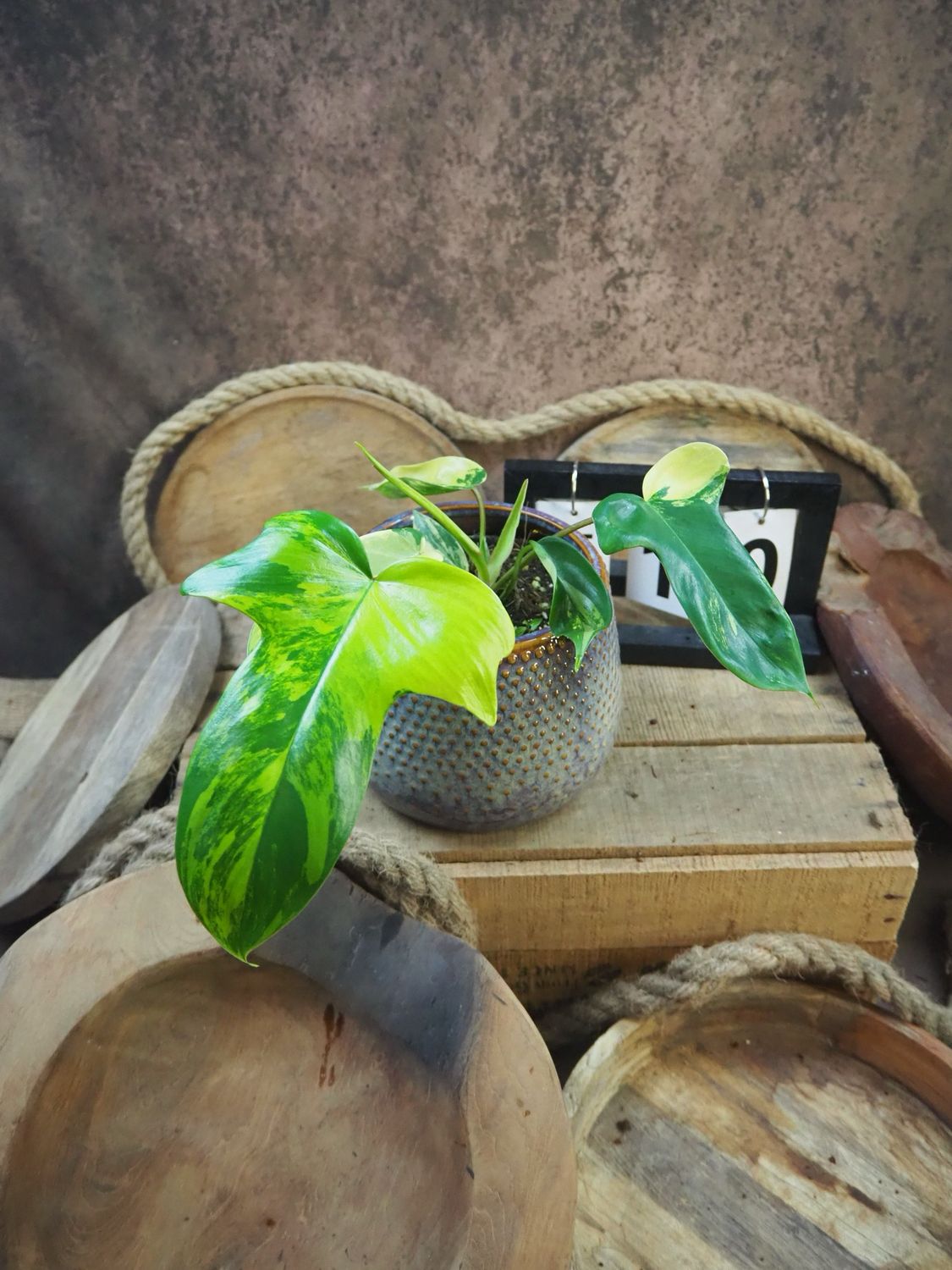 Philodendron Florida Beauty #M10