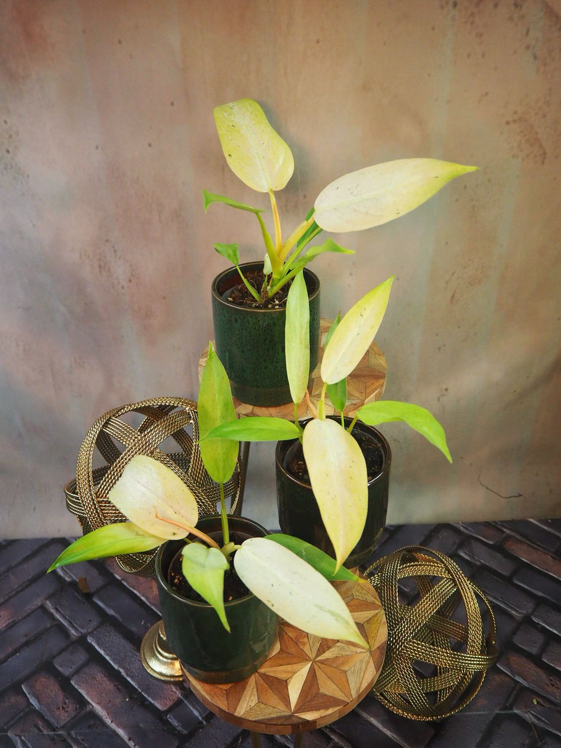 Philodendron Whipple Way Philodendron Whipple Way