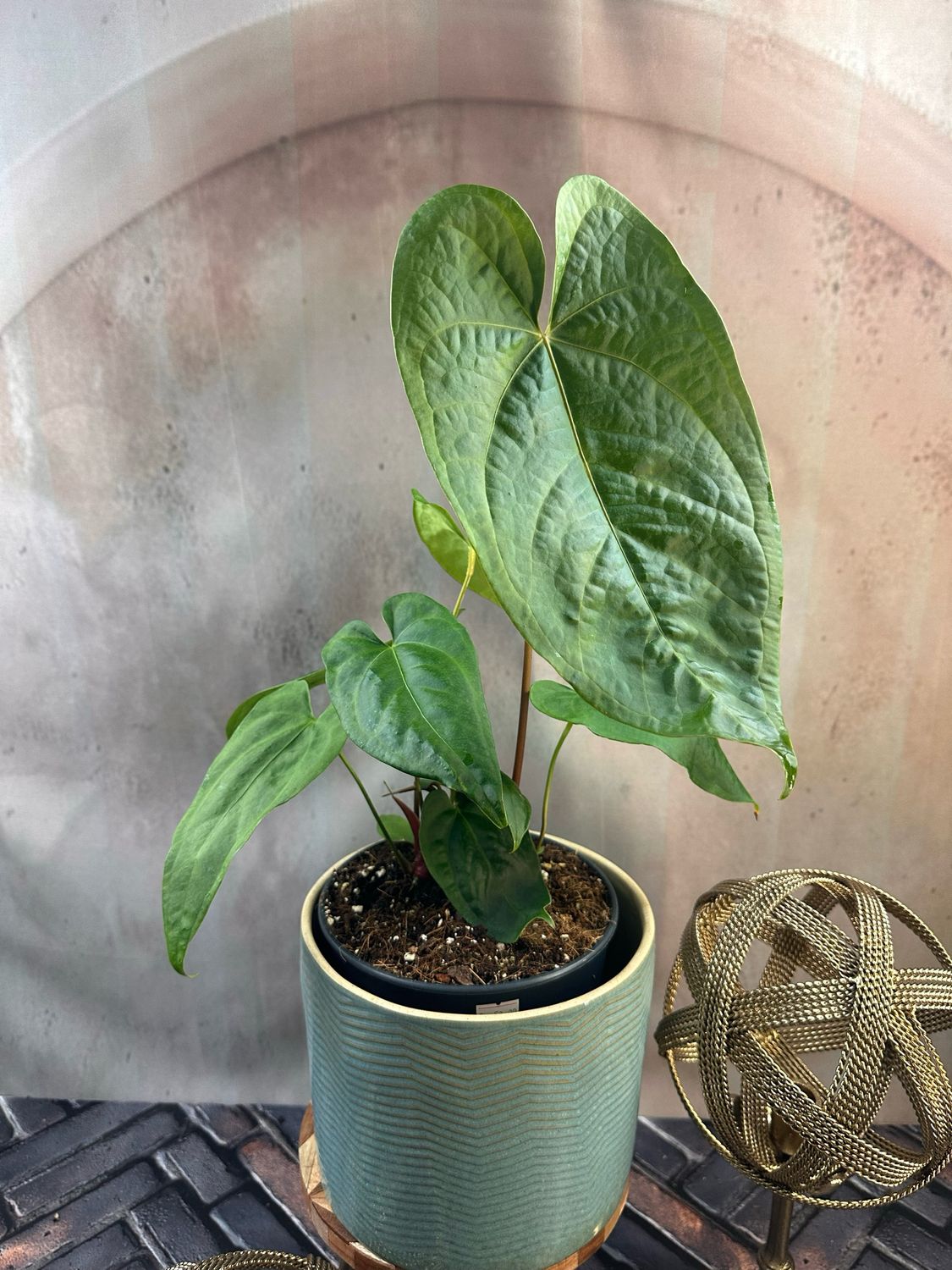 Anthurium magnificum x nigrolaminum Anthurium magnificum x nigrolaminum