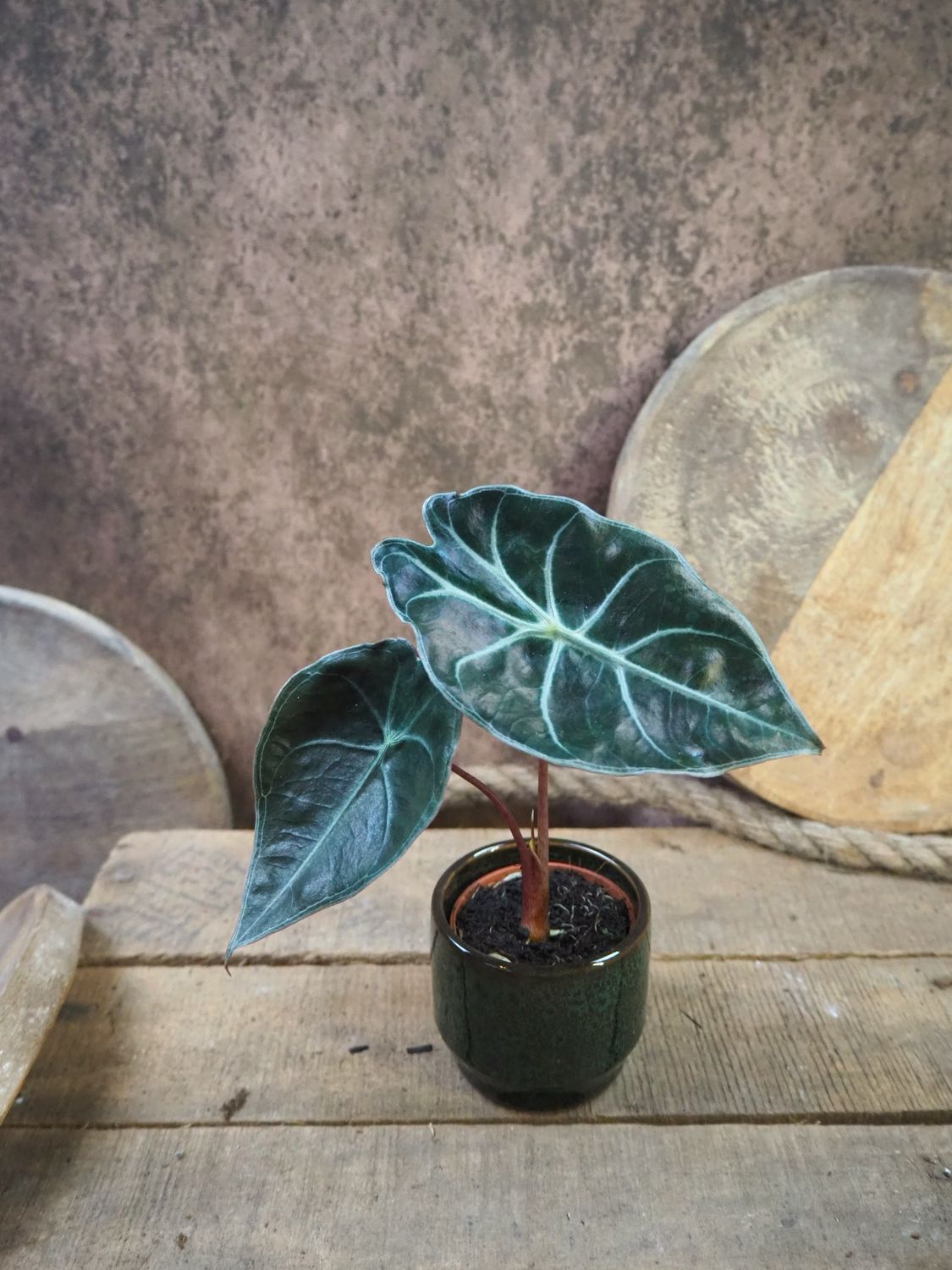 Alocasia suhirmaniana ‚Red Petiole‘