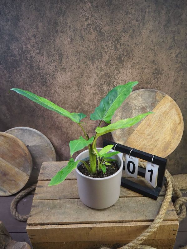 Alocasia Lauterbachiana Variegata #1 Alocasia Lauterbachiana Variegata #1
