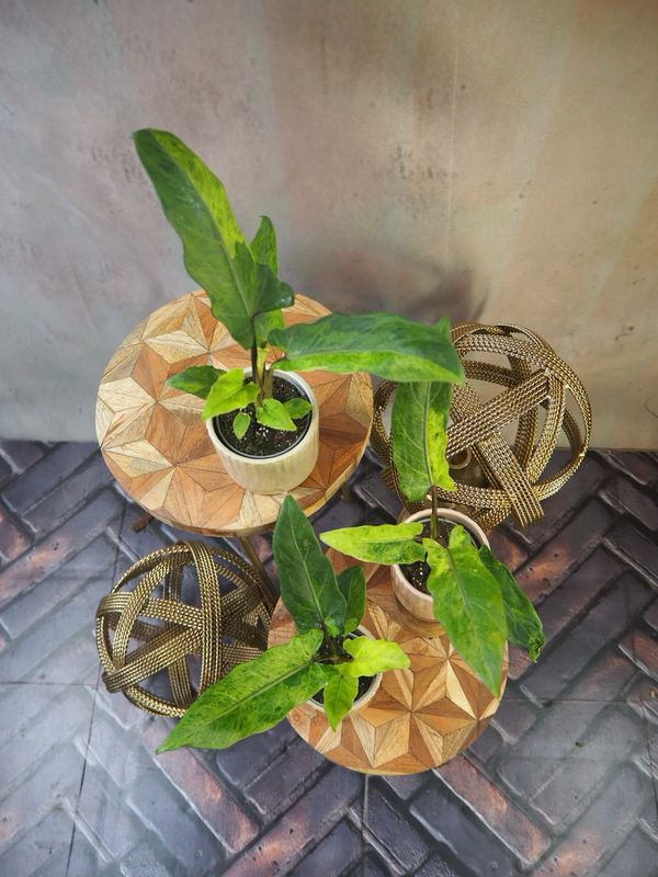 Alocasia Lauterbachiana Variegata