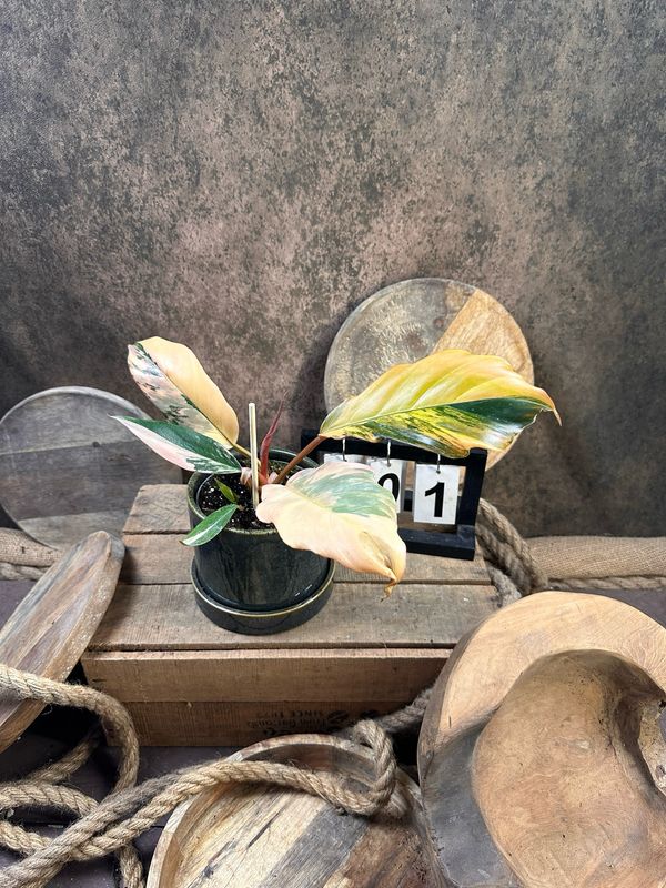 Philodendron Caramel Marble #1