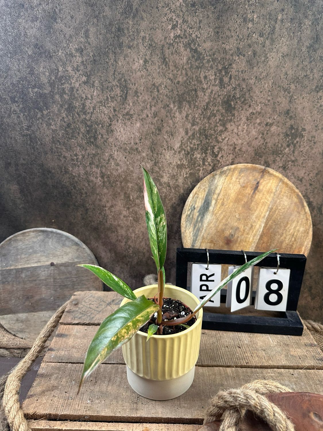 Philodendron Caramel Marble #8