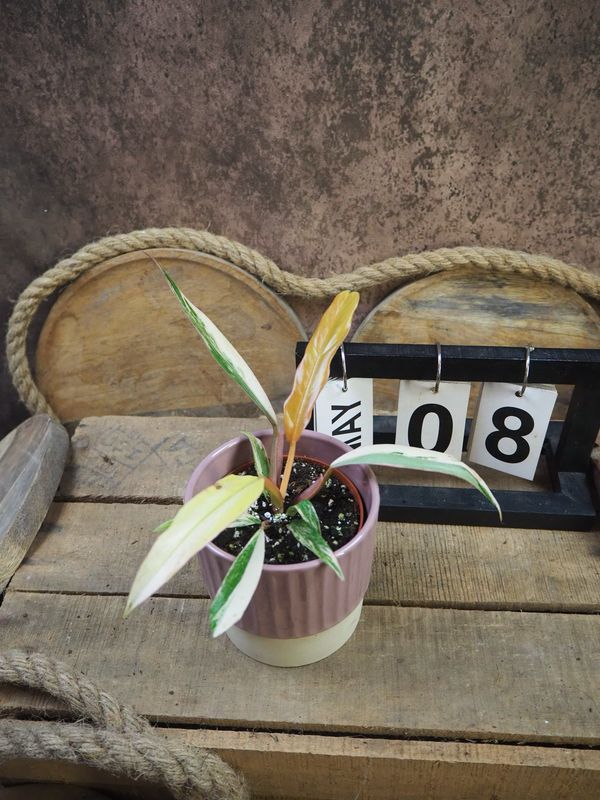 Philodendron Caramel Marble #8