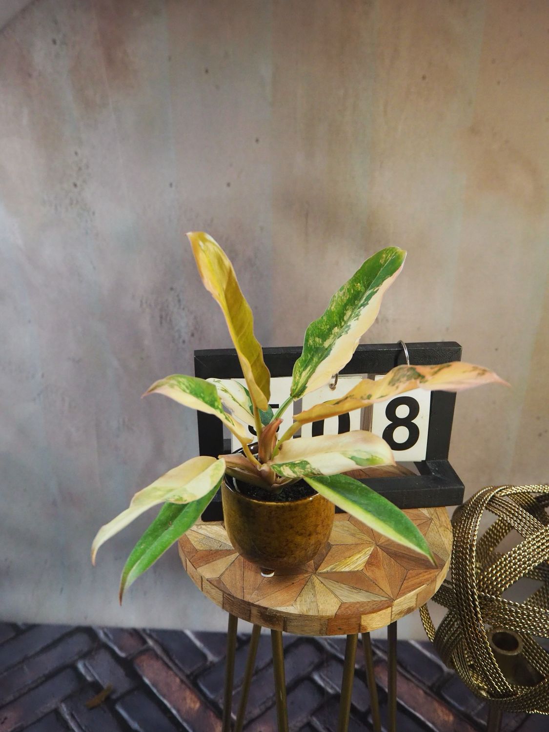 Philodendron Caramel Marble #8