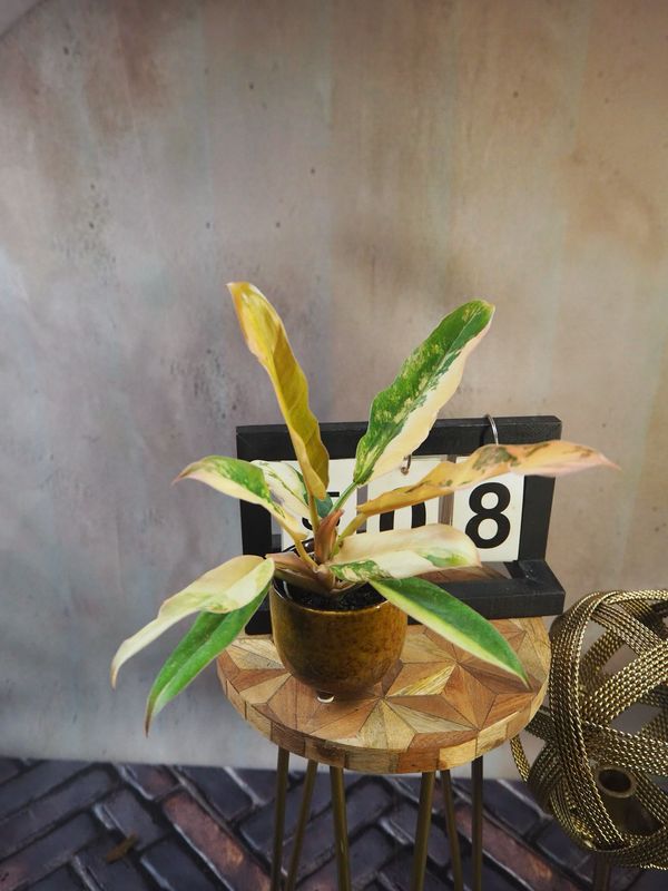 Philodendron Caramel Marble #8