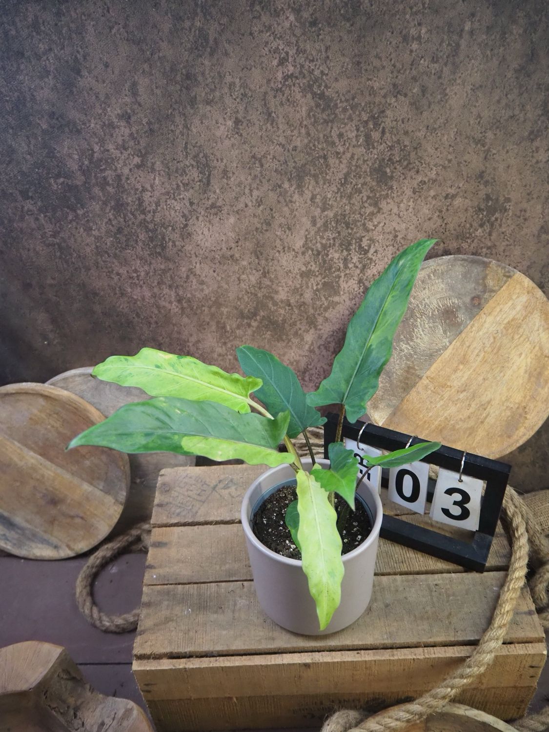 Alocasia Lauterbachiana Variegata #3 Alocasia Lauterbachiana Variegata #3