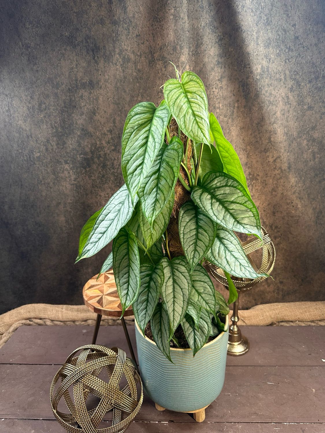 Monstera siltepecana El Salvador BIG Monstera siltepecana El Salvador BIG