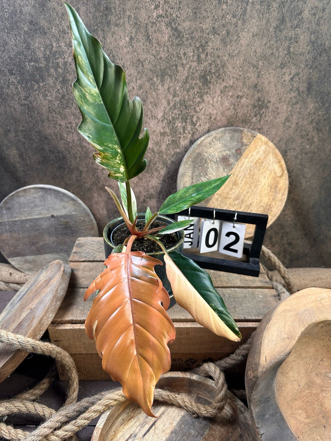 Philodendron Caramel Marble #2 Philodendron Caramel Marble #2