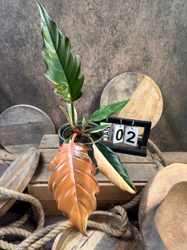 Philodendron Caramel Marble #2