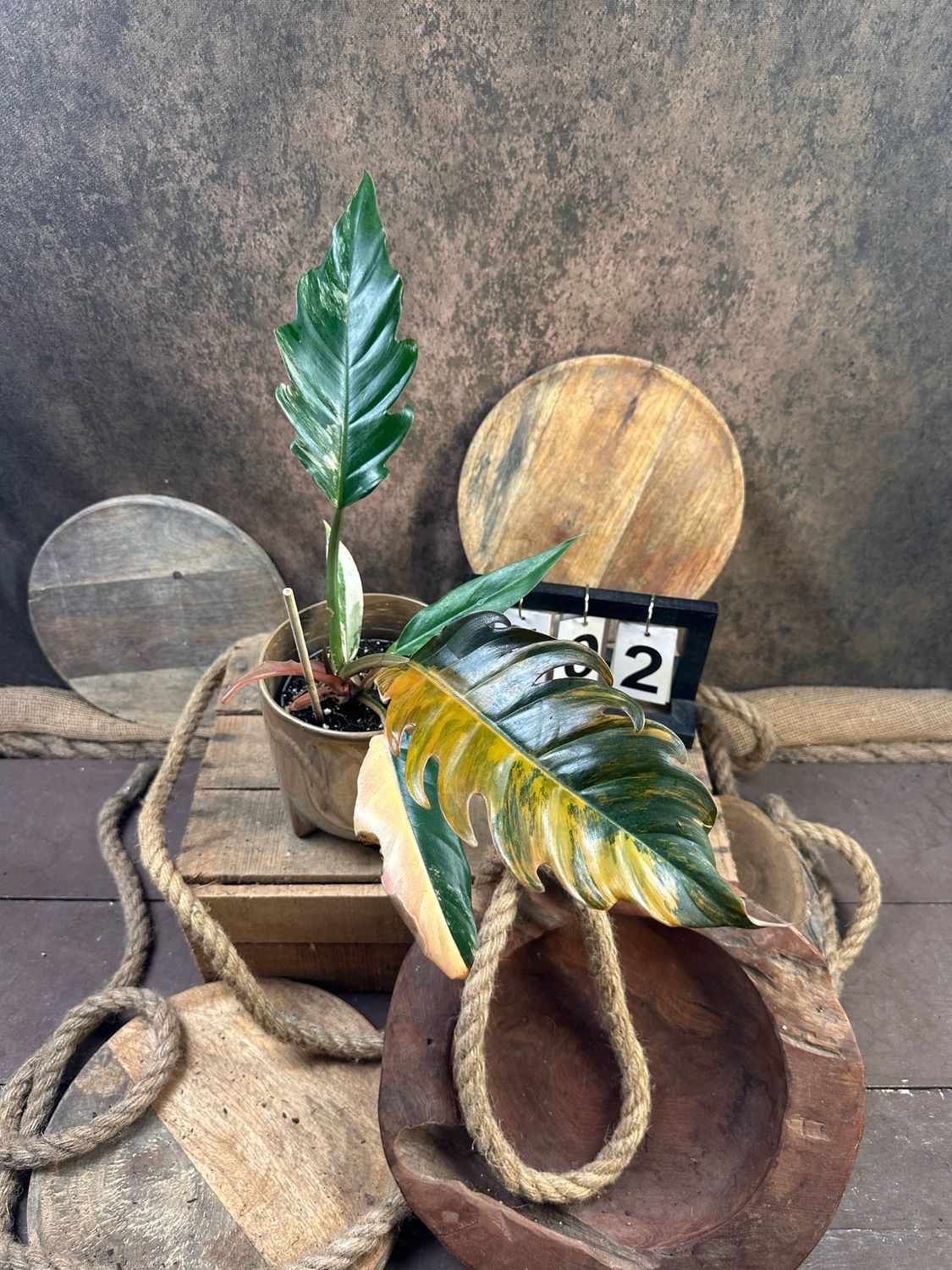 Philodendron Caramel Marble #2