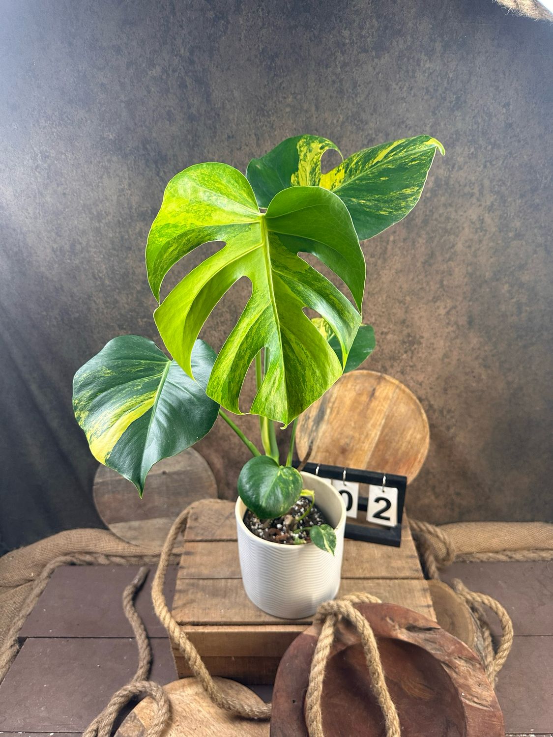 Monstera Deliciosa Aurea Variegata #2