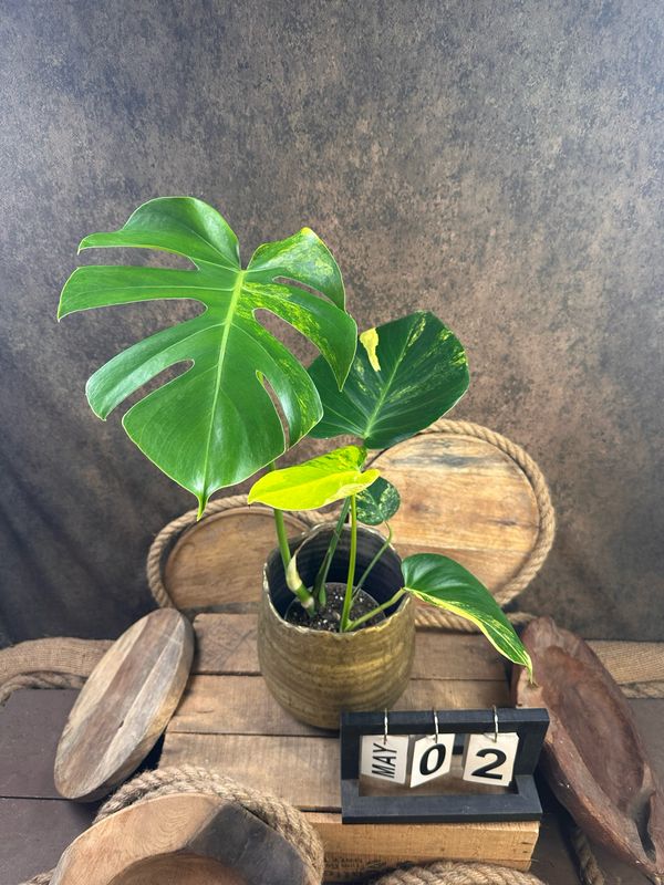 Monstera Deliciosa Aurea Variegata #2