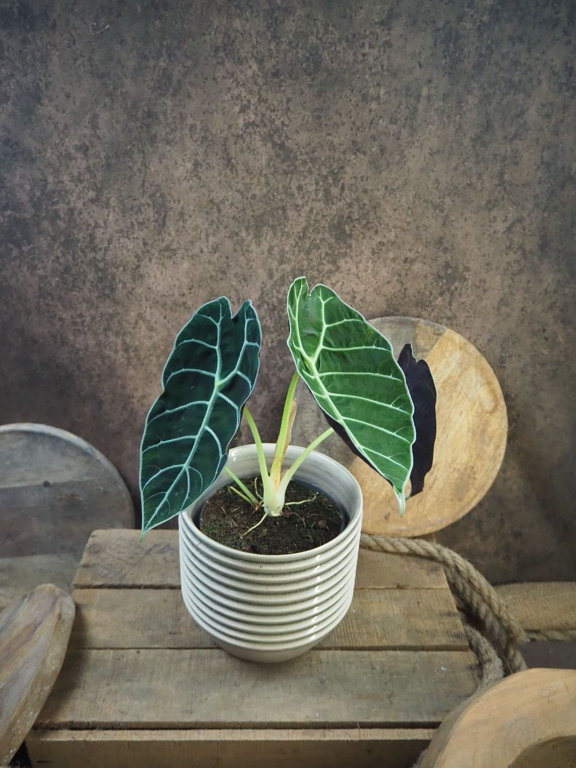 Alocasia Pride of Curup