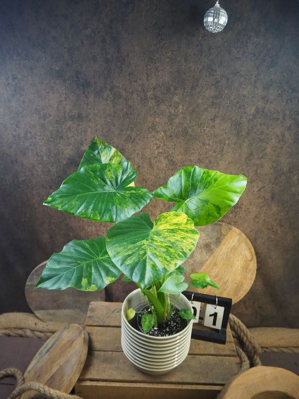 Alocasia gageana Aurea XL #1