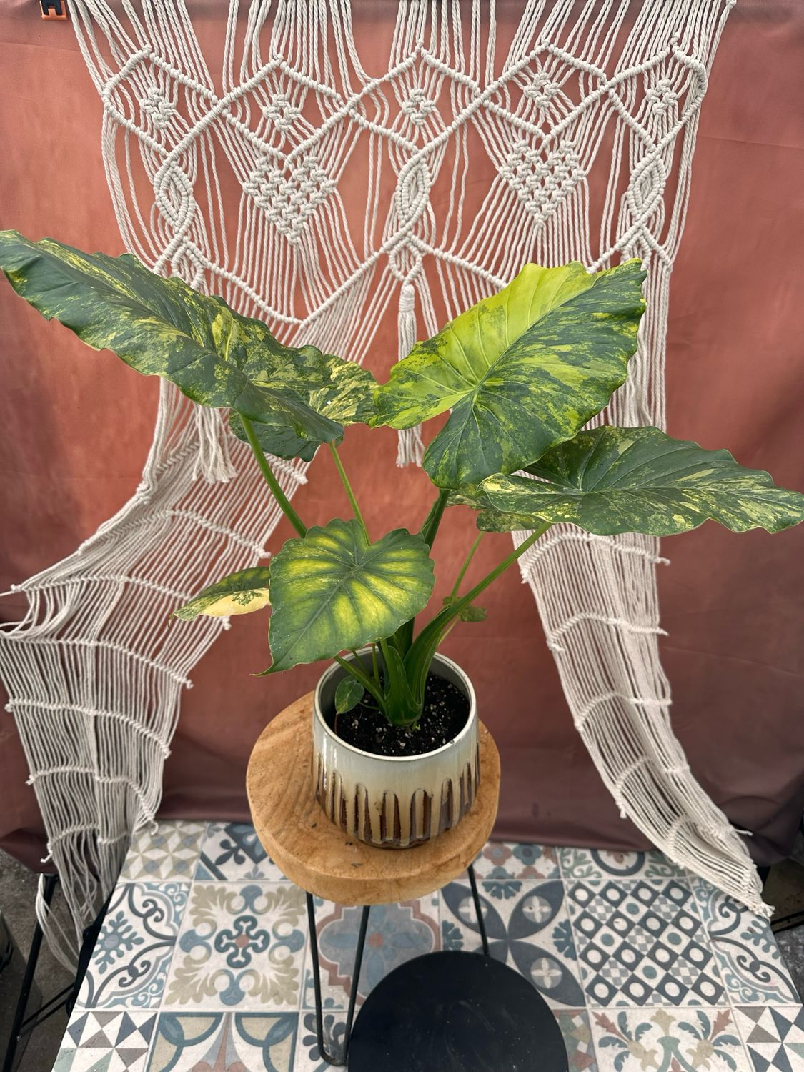 Alocasia gageana Aurea XL #1