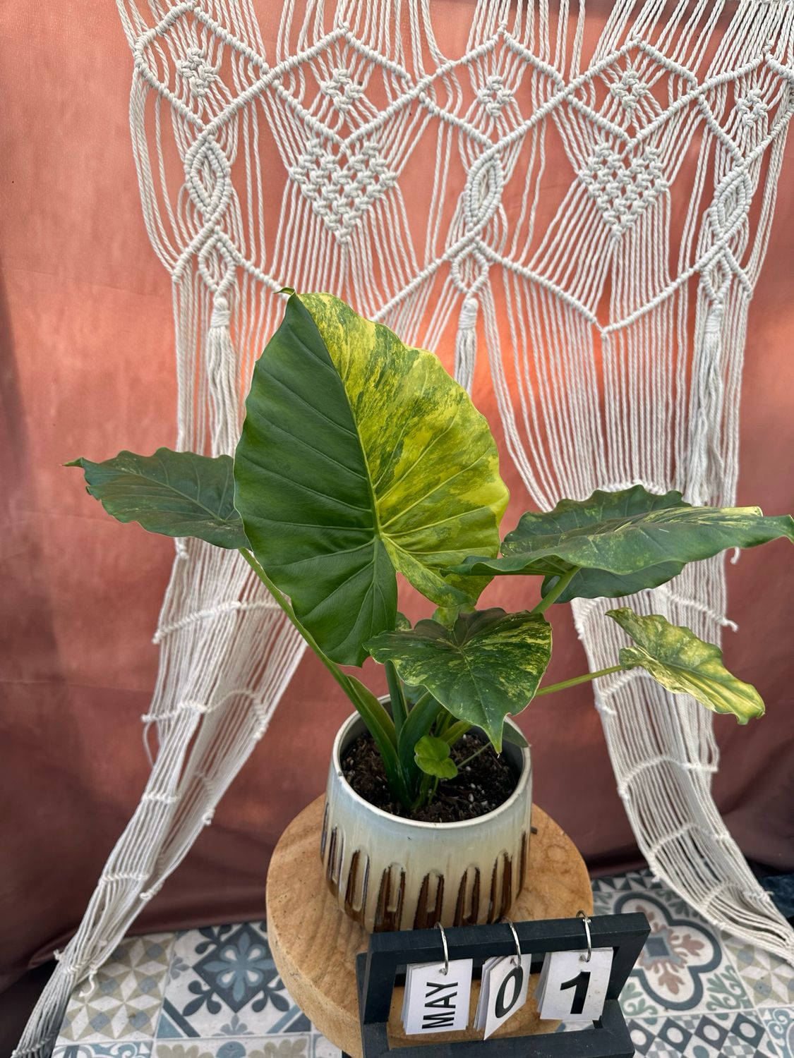 Alocasia gageana Aurea XL #1