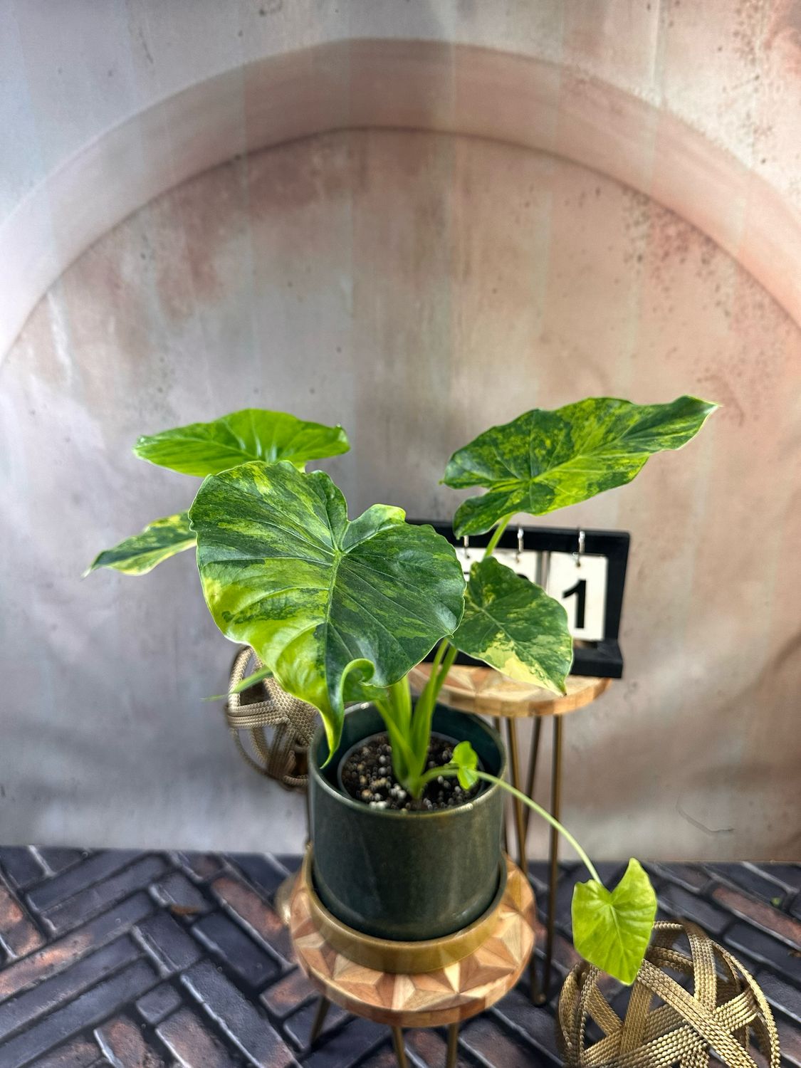 Alocasia gageana Aurea XL #1
