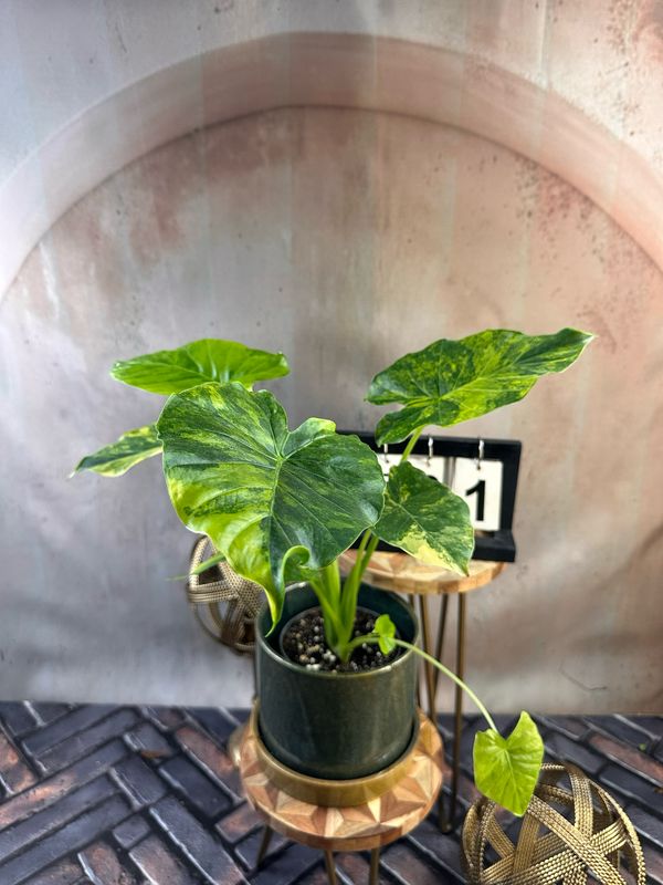 Alocasia gageana Aurea XL #1 Alocasia gageana Aurea XL #1