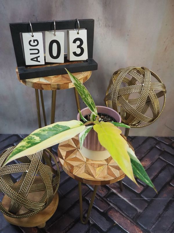 Philodendron Caramel Marble #3