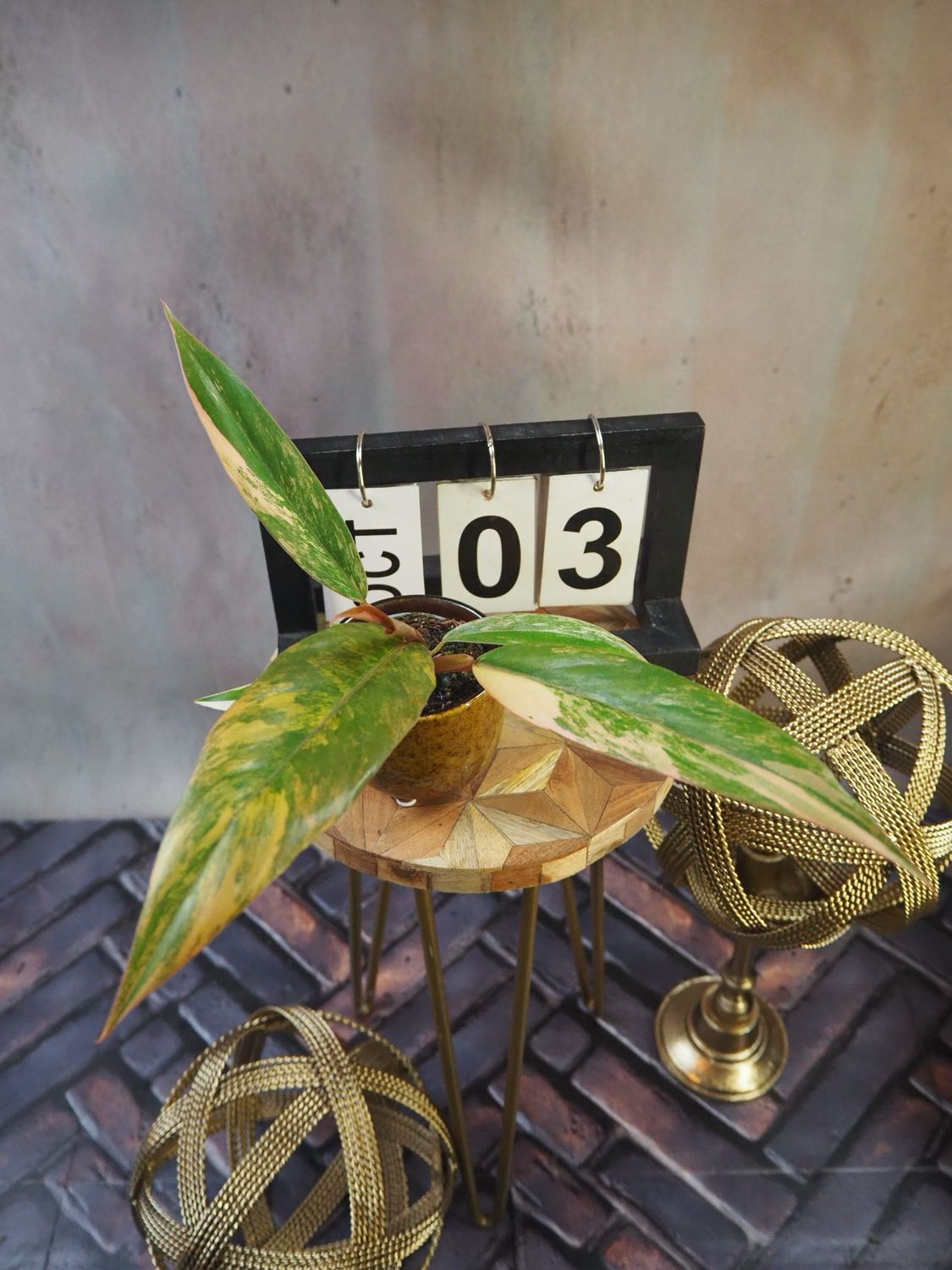 Philodendron Caramel Marble #3 Philodendron Caramel Marble #3