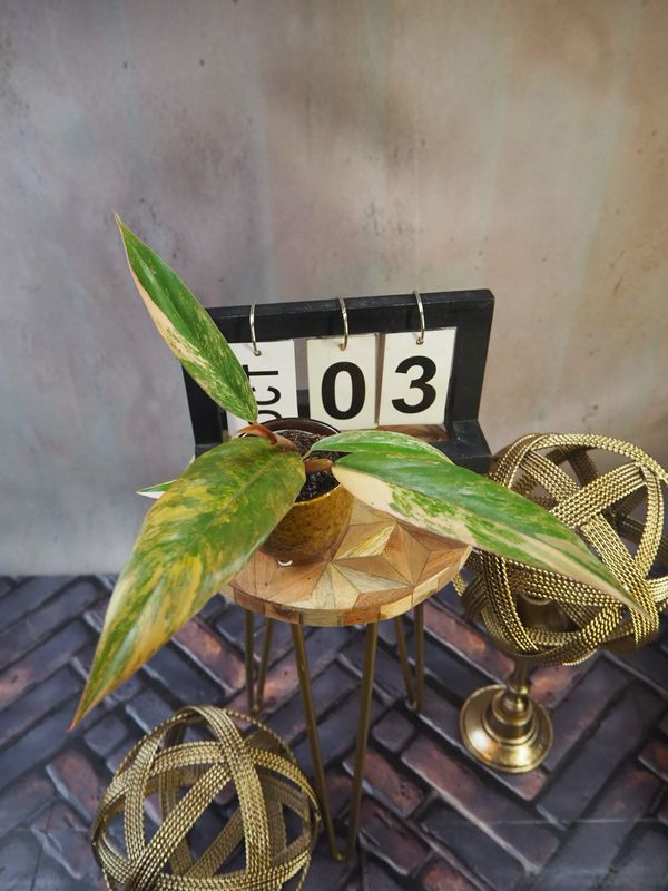 Philodendron Caramel Marble #3