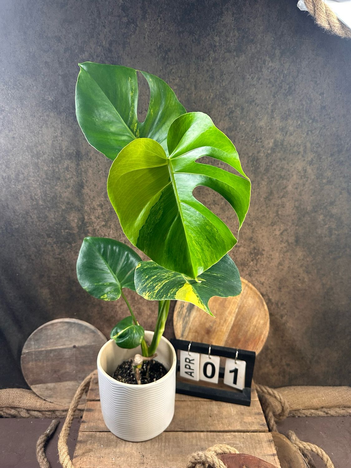 Monstera Deliciosa Aurea Variegata #1