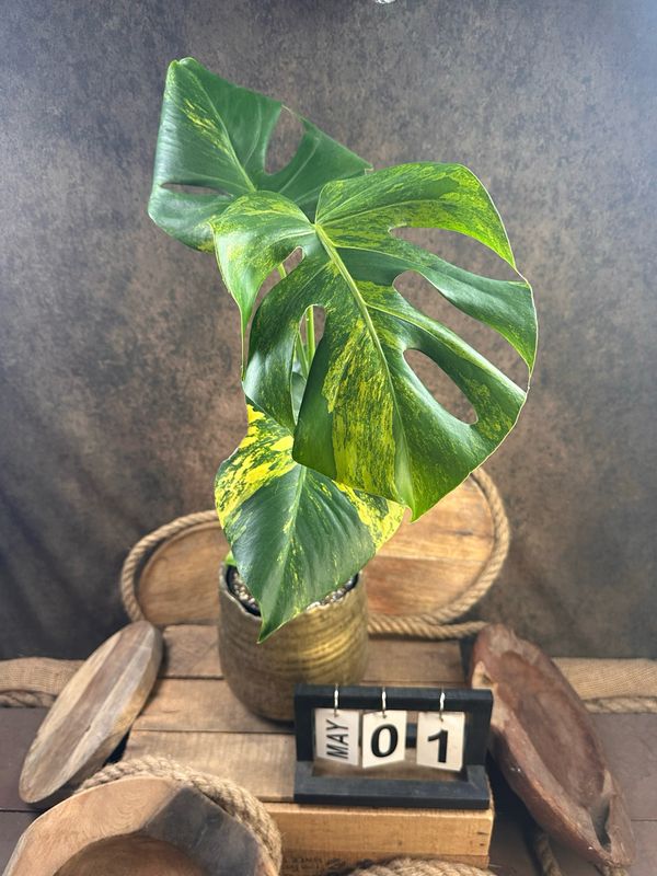 Monstera Deliciosa Aurea Variegata #1