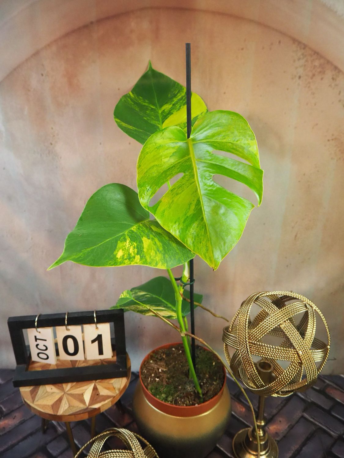 Monstera Aurea Variegata #1 Monstera Aurea Variegata #1