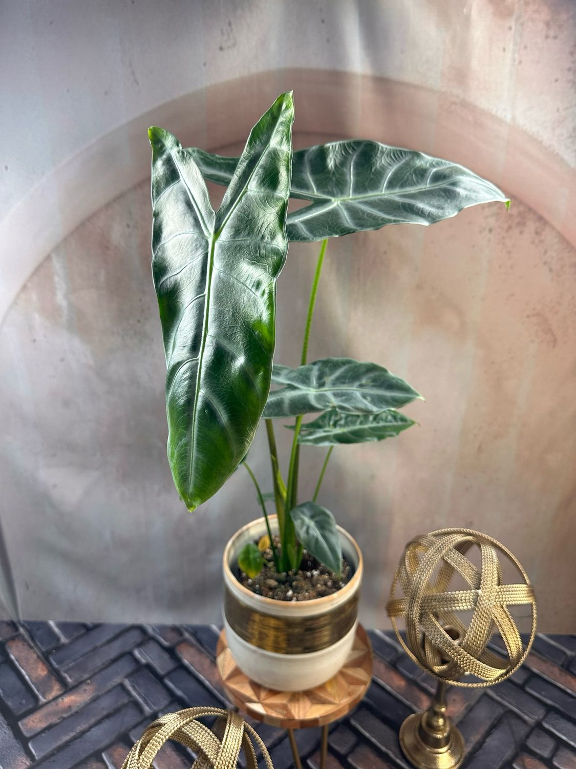 Alocasia Longiloba Silver Alocasia Longiloba Silver