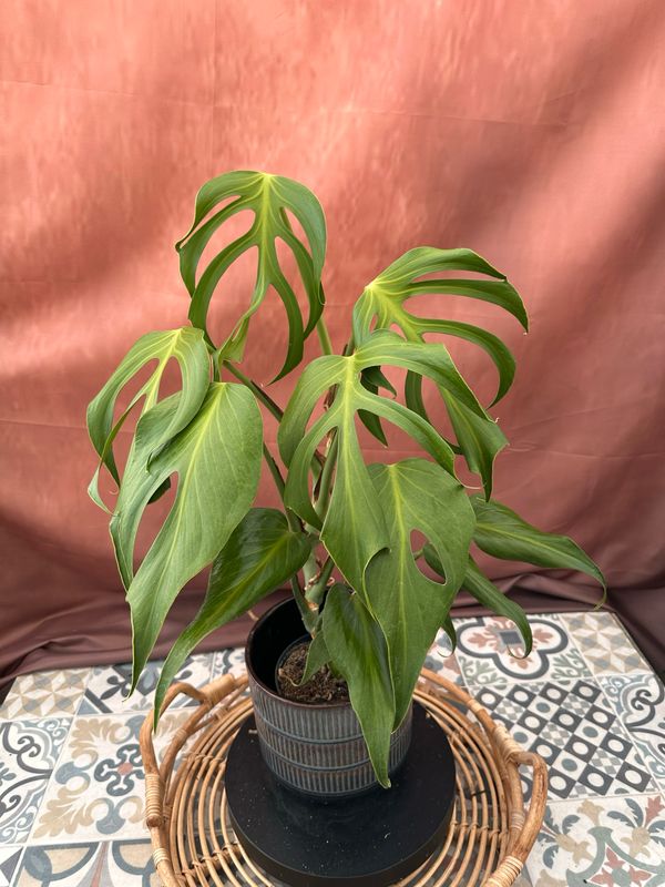 Monstera Burle Marx Flame BIG Monstera Burle Marx Flame BIG