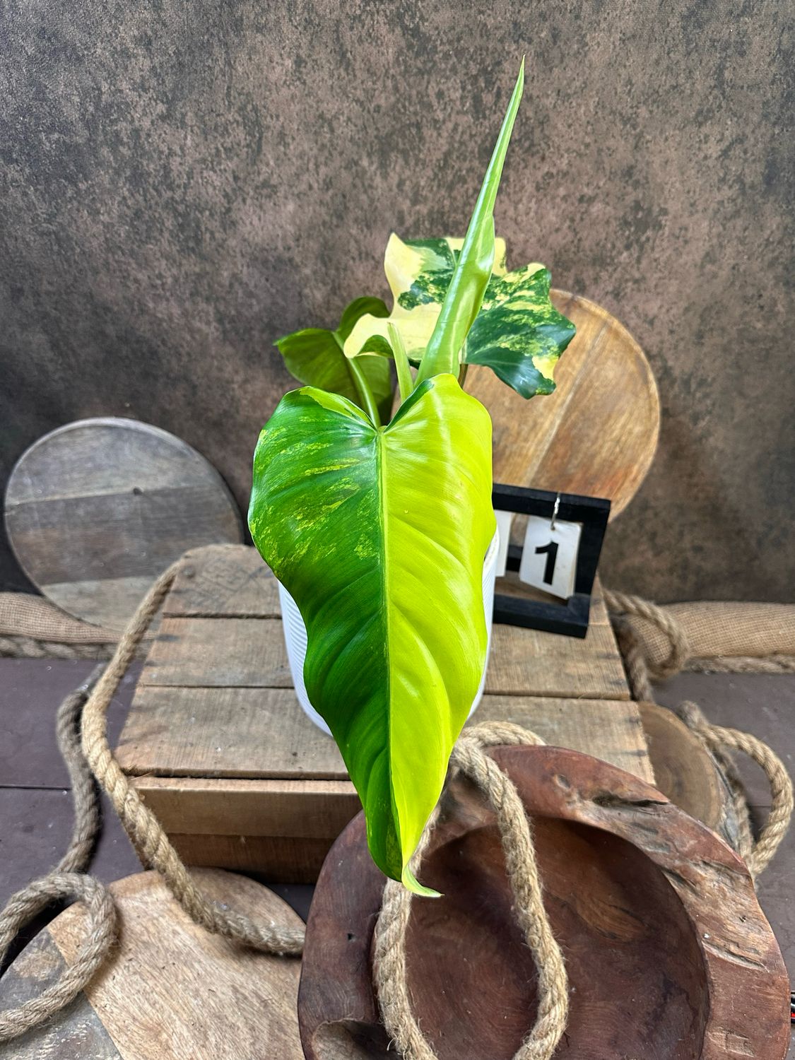 Philodendron Domesticum Variegata #1