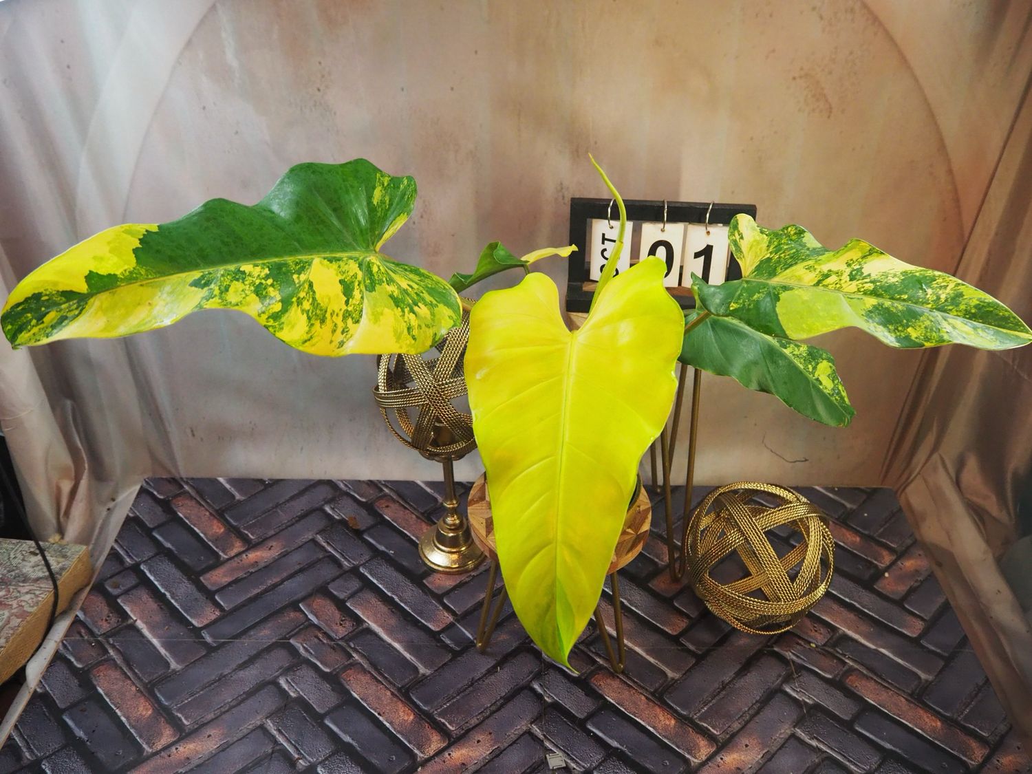 Philodendron Domesticum Variegata #1