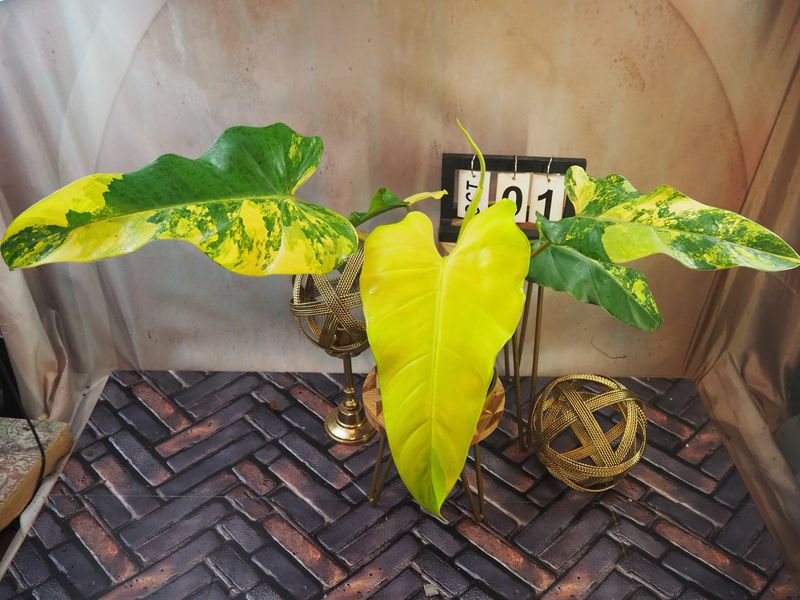 Philodendron Domesticum Variegata #1