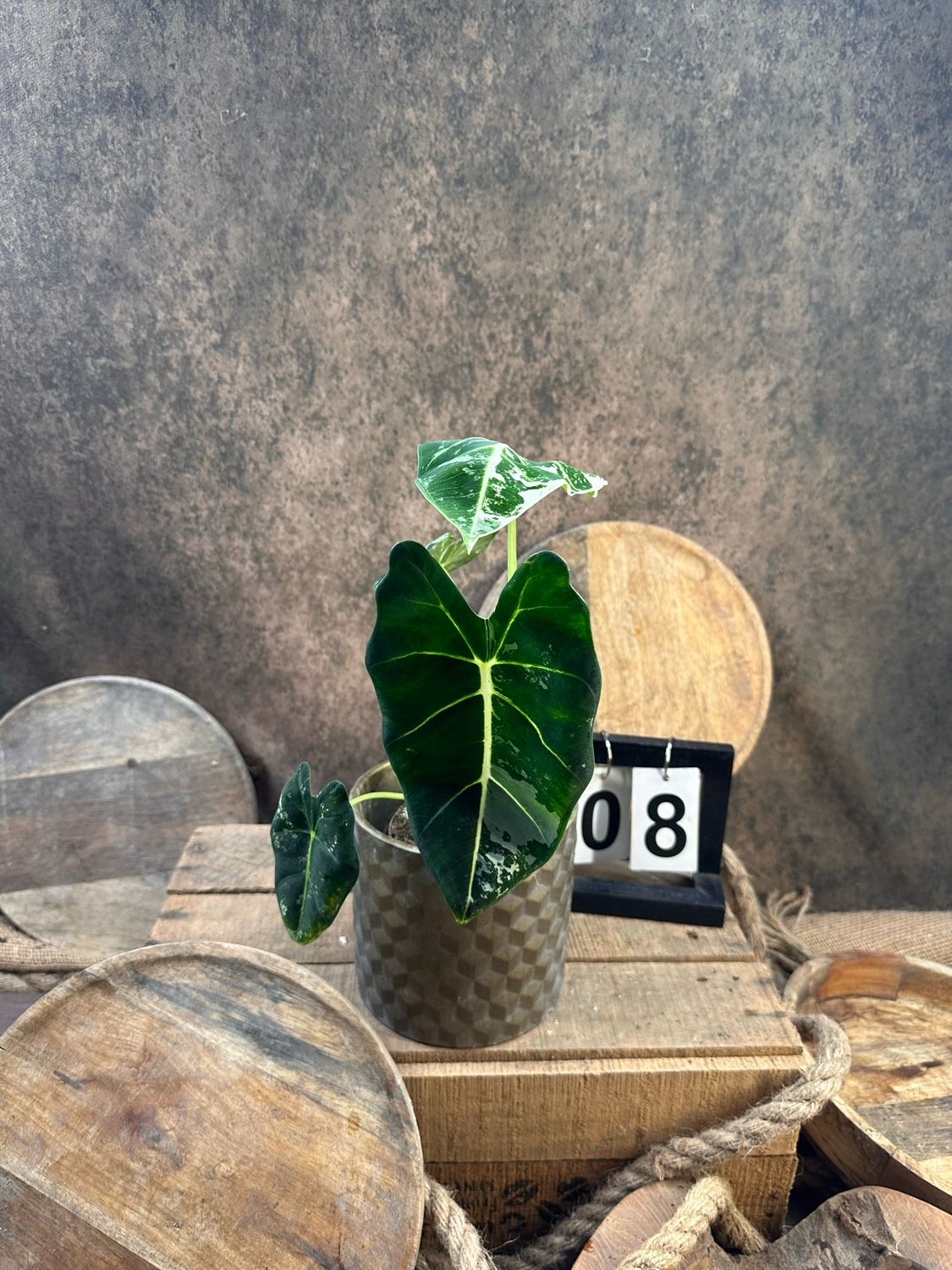 Alocasia Frydek Variegata #8 Alocasia Frydek Variegata #8