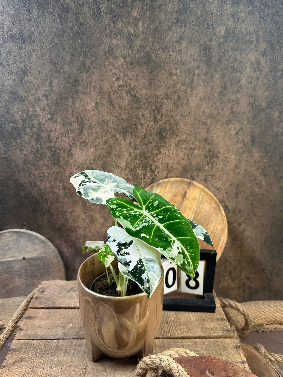 Alocasia Frydek Variegata #8