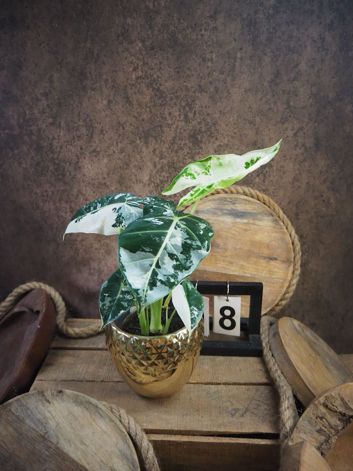 Alocasia Frydek Variegata #8
