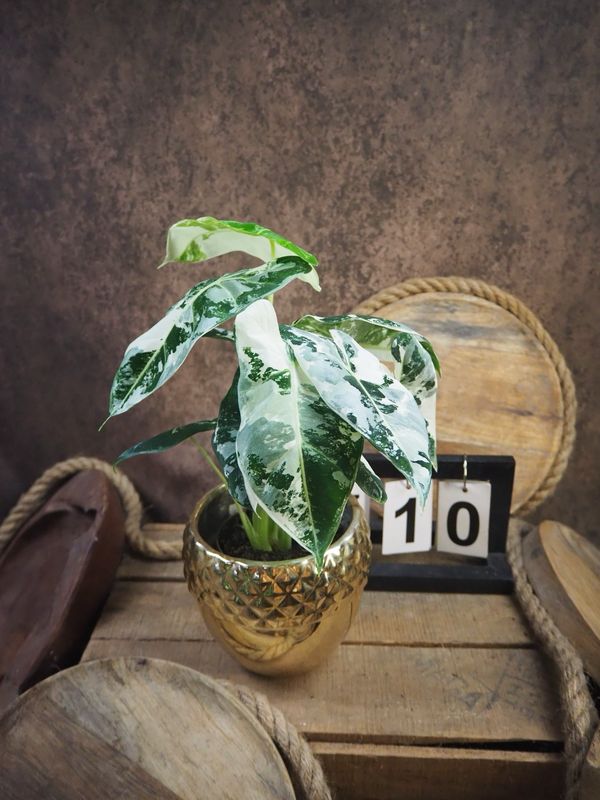 Alocasia Frydek Variegata #10